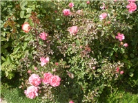 39a0cdcd-Picture 6552.jpg